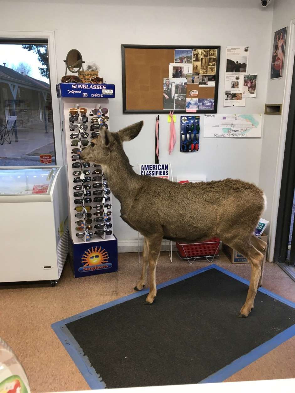 A deer is seen inside a store.