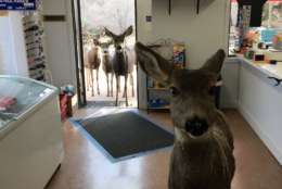 A deer is seen inside a store.