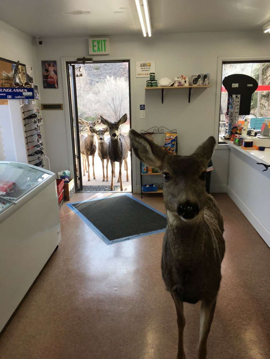 A deer is seen inside a store.