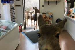 A deer is seen inside a store.