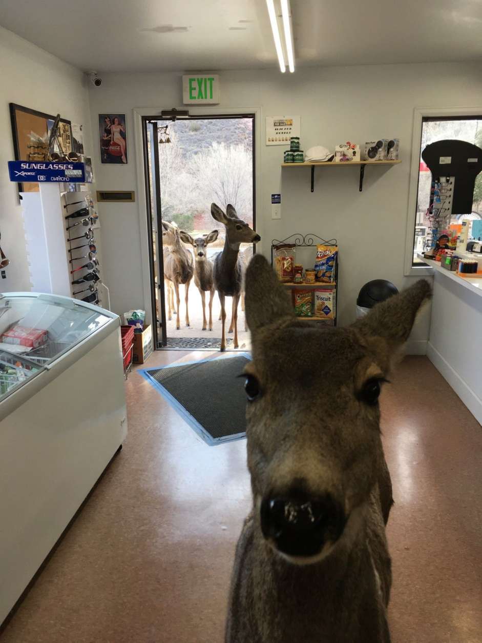 A deer is seen inside a store.