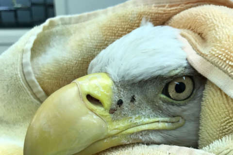 Wildlife biologist: Lead poisoning ‘devastating’ but ‘common’ among birds