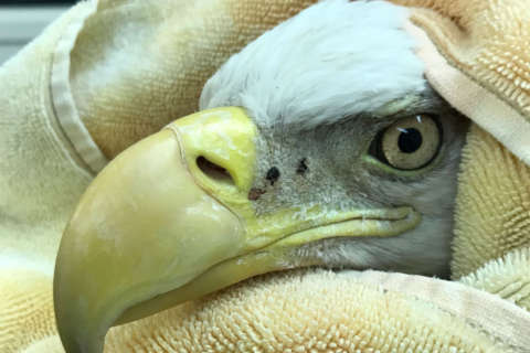 Bald eagle undergoing treatment for lead poisoning in DC dies