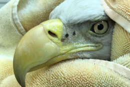 The eagle being treated for lead poisoning at City Wildlife. (Courtesy City Wildlife)