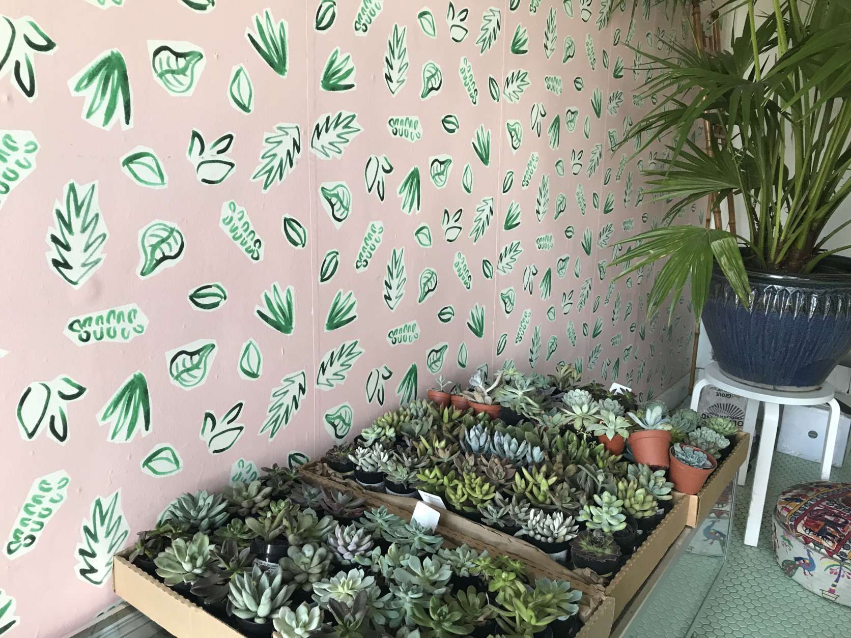 Inside The Lemon Collective's studio, succulents are ready to be used in an array of projects. (WTOP/Ginger Whitaker)