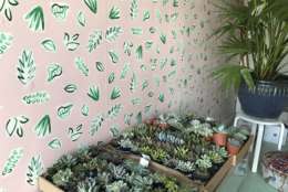 Inside The Lemon Collective's studio, succulents are ready to be used in an array of projects. (WTOP/Ginger Whitaker)