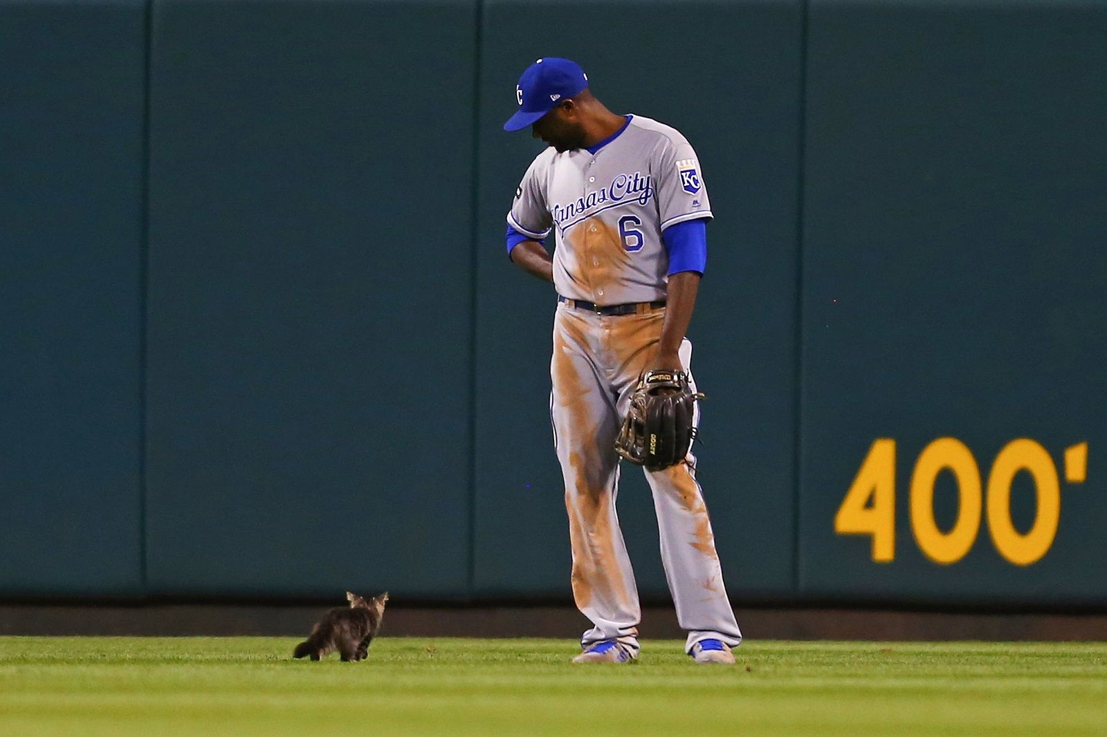 ST. LOUIS, MO - AUGUST 9: Lorenzo Cain #6 of the Kansas City Royals watches a kitten run across the outfield in the sixth inning during a game against the St. Louis Cardinals at Busch Stadium on August 9, 2017 in St. Louis, Missouri.  (Photo by Dilip Vishwanat/Getty Images)