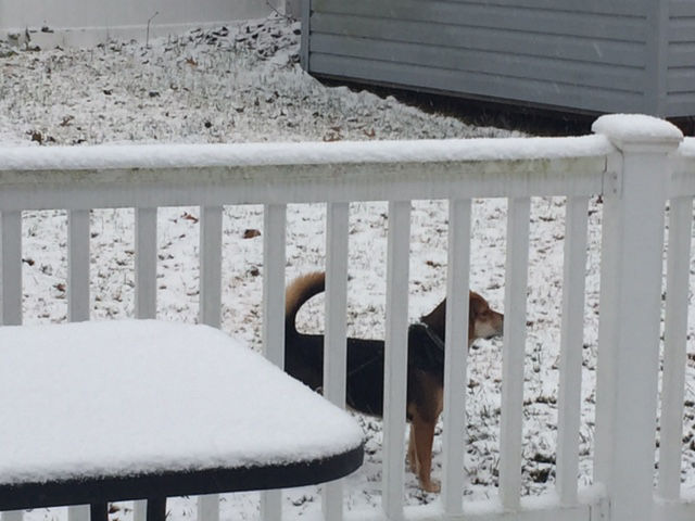 Scout keeps a watchful eye on the snow covered backyard. (WTOP/Darci Marchese)