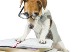 Student pupil dog and a lot of books. Study and teaching. Strictly looking from under glasses. Working hard