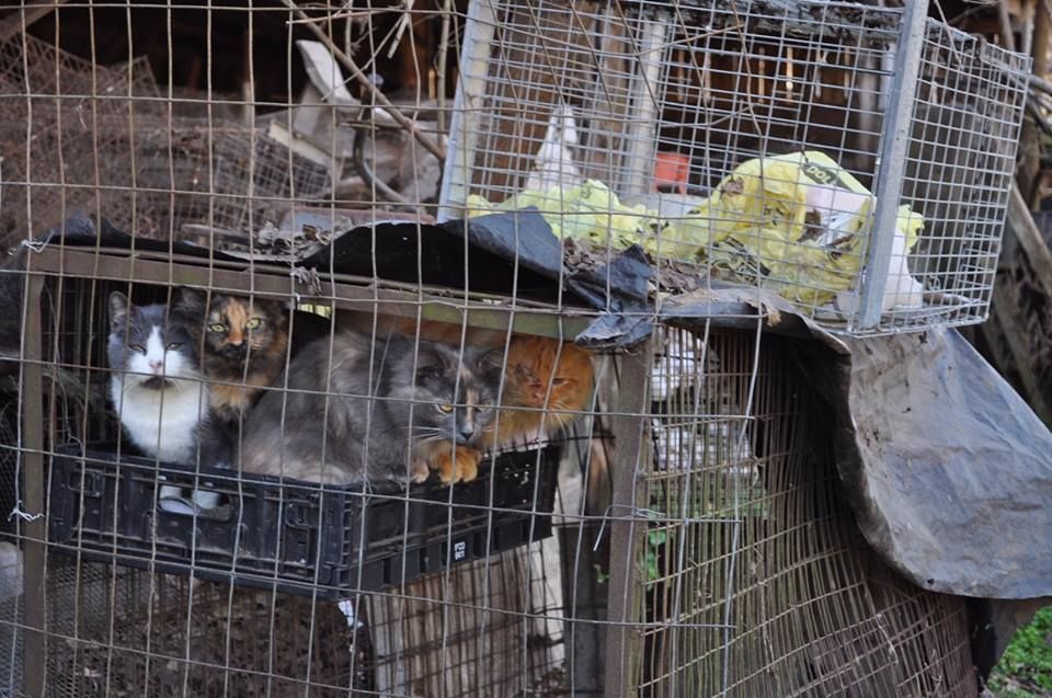 Hundreds of animals were found in squalid conditions on a farm near Richmond. (Courtesy Louisa County Sheriffs Office)