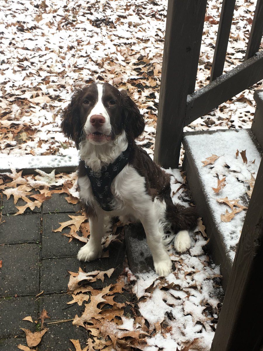 Twitter user @joesmithactual sent us a photo of his "snow puppy" in Crofton, Maryland. (Courtesy Twitter/@joesmithactual)