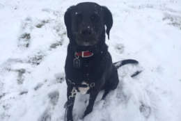 WTOP's Mike Jakaitis snapped a photo of his dog, Barkley, playing in the snow in Germantown. (WTOP/Mike Jakaitis)  