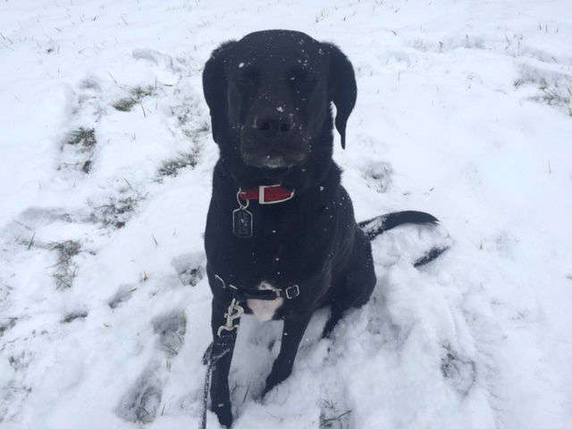 WTOP's Mike Jakaitis snapped a photo of his dog, Barkley, playing in the snow in Germantown. (WTOP/Mike Jakaitis)  