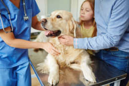 Police and veterinarians are on the watch for pet owners who may use their animals to get prescriptions for painkillers. (Thinkstock)