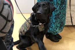 Walter Reed National Military Medical Center facility dog Dillon is ready to raise his paw in salute. (WTOP/Kate Ryan)