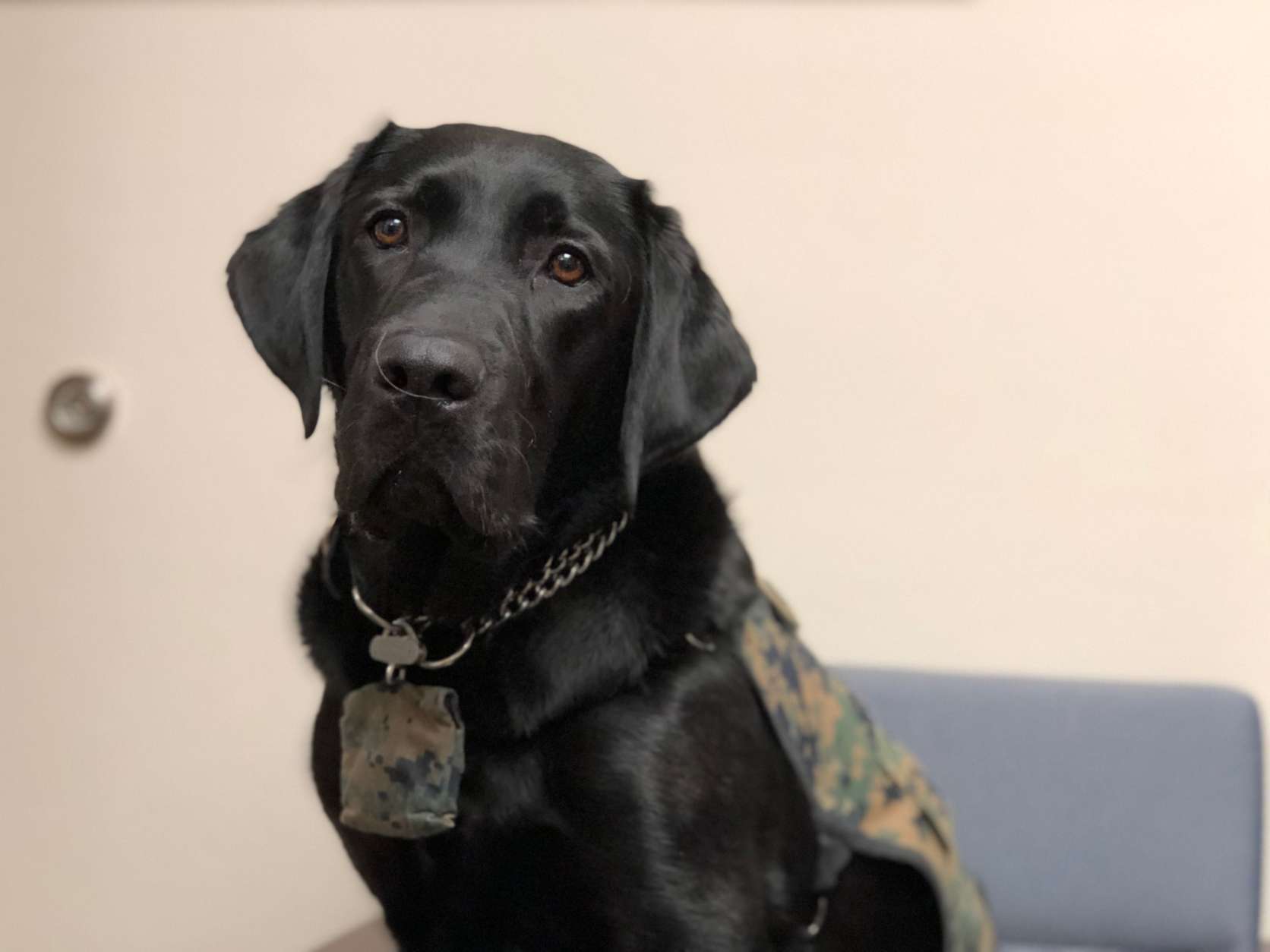 Dillon is a task-oriented member of the facility dogs at Walter Reed National Medical Center. (WTOP/Kate Ryan)