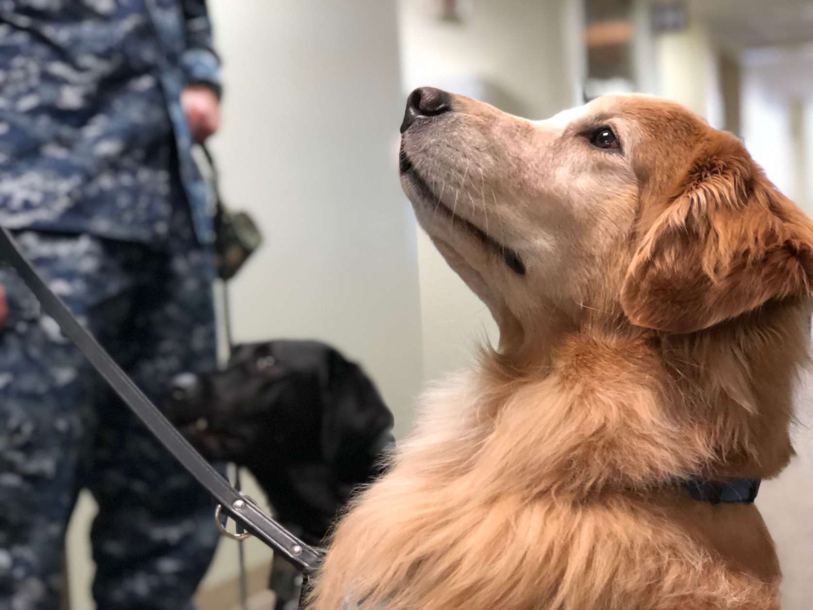 Goldie is one of the facility dogs at Walter Reed National Military Medical Center. Her handlers say she is a social butterfly. (WTOP/Kate Ryan)