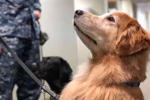 Dogs still on duty at Walter Reed despite popular program’s suspension