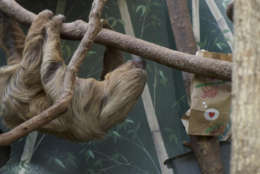 Two-toed sloth Ms Chips at the Smithsonian's National Zoo. (Courtesy Clyde Nishimura/Smithsonian's National Zoo)