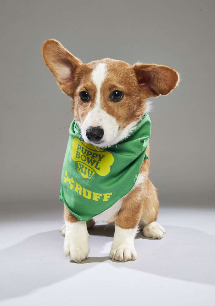 Clyde from Florida Little Dogs Rescue. (Courtesy Animal Planet)
