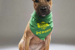 Savannah from Harley's Haven Dog Rescue. (Courtesy Animal Planet)