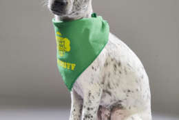 Miss Brie from Anti-Cruelty Society of Chicago. (Courtesy Animal Planet)