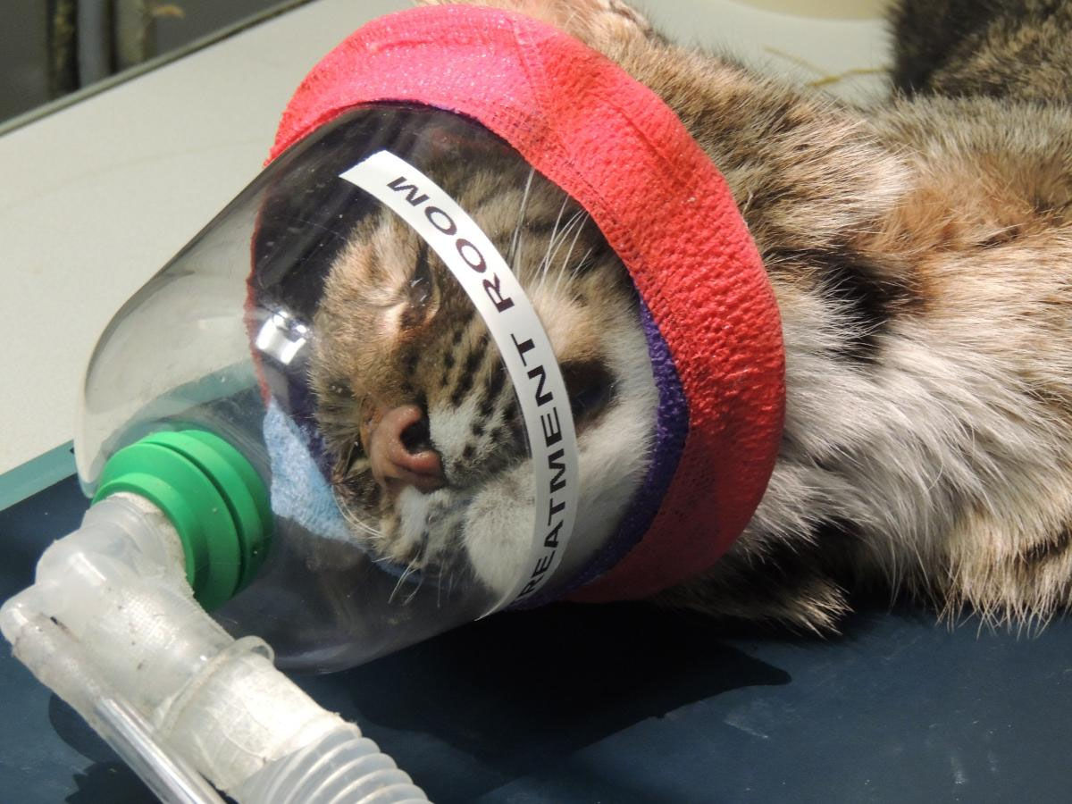 The cat was recently sedated and underwent a complete set of radiographs, blood work and urinalysis. (Courtesy Virginia Wildlife Center)