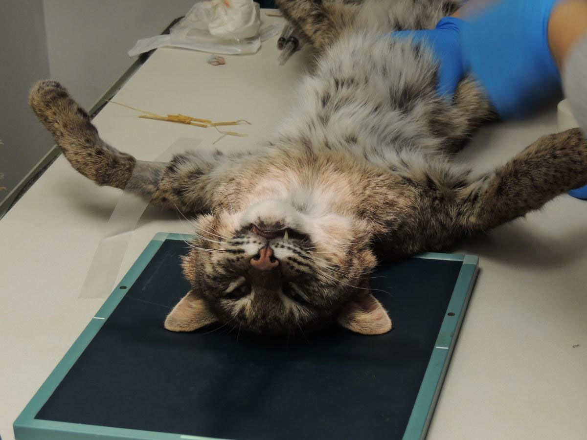 The cat was recently sedated and underwent a complete set of radiographs, blood work and urinalysis. (Courtesy Virginia Wildlife Center)