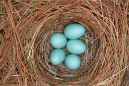An nest of Eastern Bluebird eggs by Martha Johnston. This photo nestled into third place in the spring category. (Courtesy Maryland Department of Natural Resources)