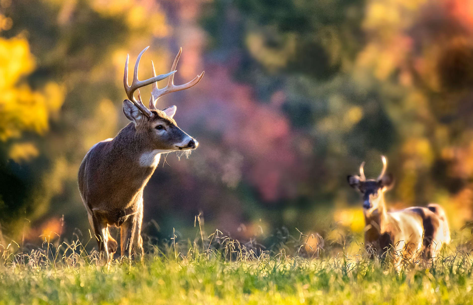 Bucks relaxing on a chilly day by Reinhardt Sahmel. (Courtesy Maryland Department of Natural Resources)