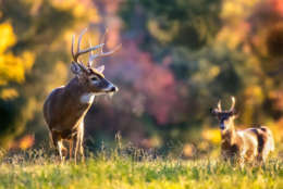 Bucks relaxing on a chilly day by Reinhardt Sahmel. (Courtesy Maryland Department of Natural Resources)