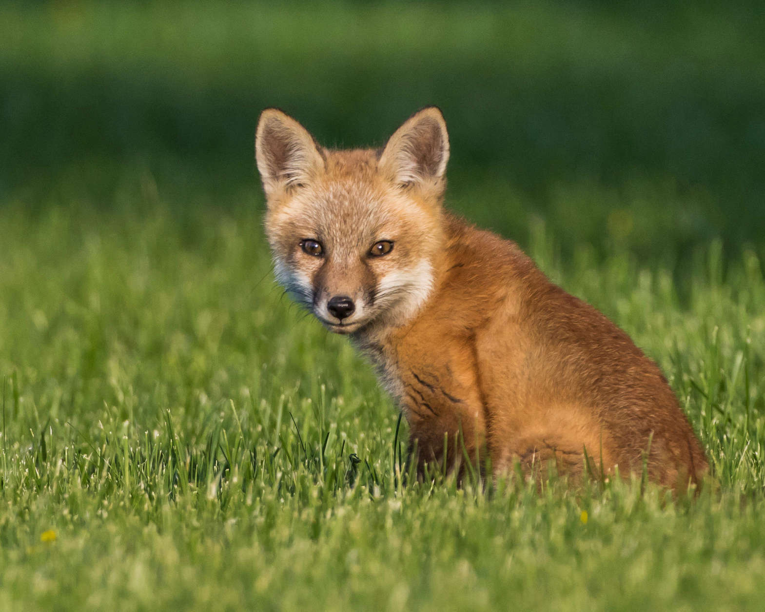 A fox pup in a field by Dane Madsen. (Courtesy Maryland Department of Natural Resources)
