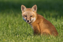 A fox pup in a field by Dane Madsen. (Courtesy Maryland Department of Natural Resources)