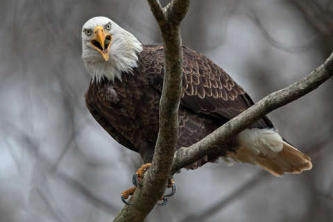 Has the bald eagle population along the James River peaked?