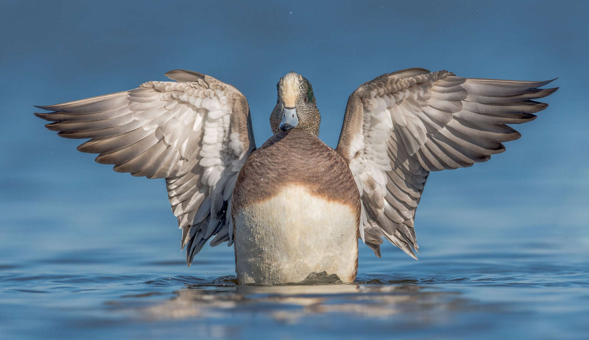 An American Wigeon spreads its wings by Nikunj Patel. (Courtesy Maryland Department of Natural Resources)