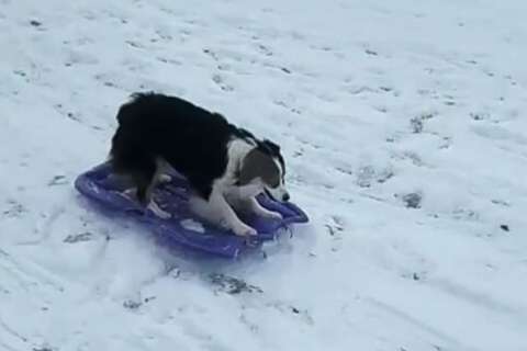 Who’s pumped for winter? This sledding dog