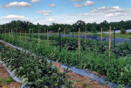 The 300-acre working farm on Willowsford in Ashburn, Virginia. (Courtesy Willowsford)