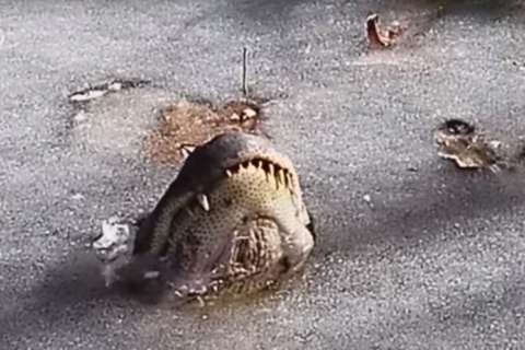 Watch: How alligators stay warm in the winter