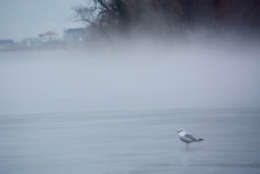 A bird stands in the Potomac River as dense fog rises off the water on Friday, Jan. 12, 2018. (WTOP/Dave Dildine)