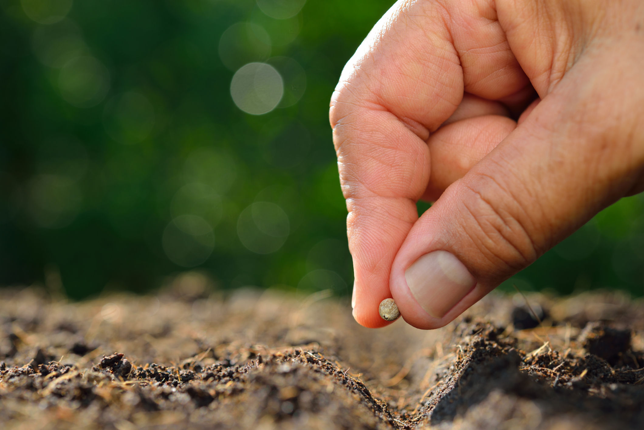 Do s And Don ts Of Growing From Seeds WTOP News