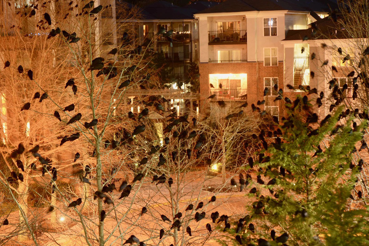 A large group of crows is calling Arlington's Village at Shirlington home for the winter. (WTOP/Dave Dildine)