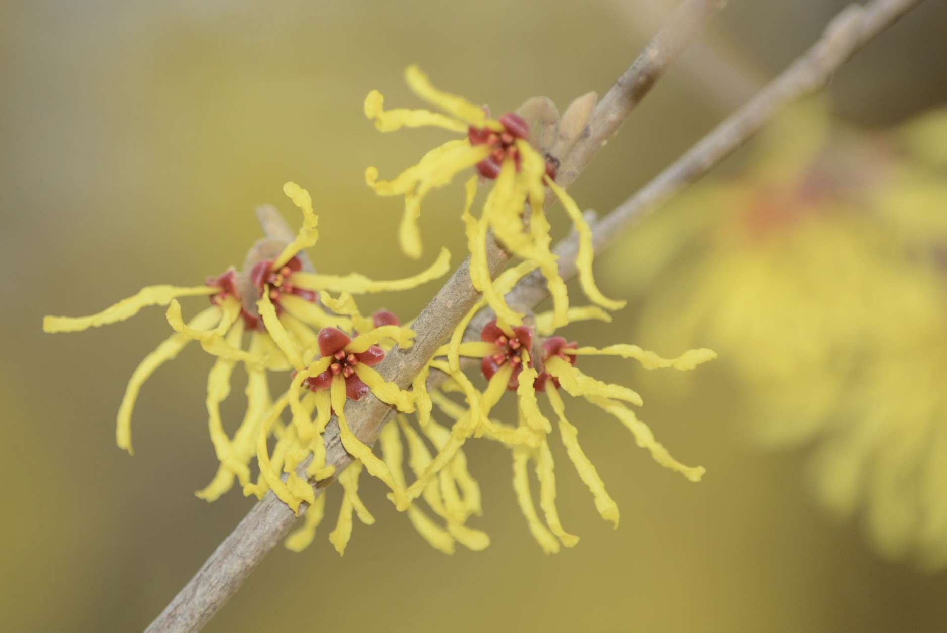 A common sight in late winter, a few witch hazel trees are blooming outside of the Smithsonian Castle. (WTOP/Dave Dildine)
