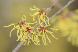 A common sight in late winter, a few witch hazel trees are blooming outside of the Smithsonian Castle. (WTOP/Dave Dildine)