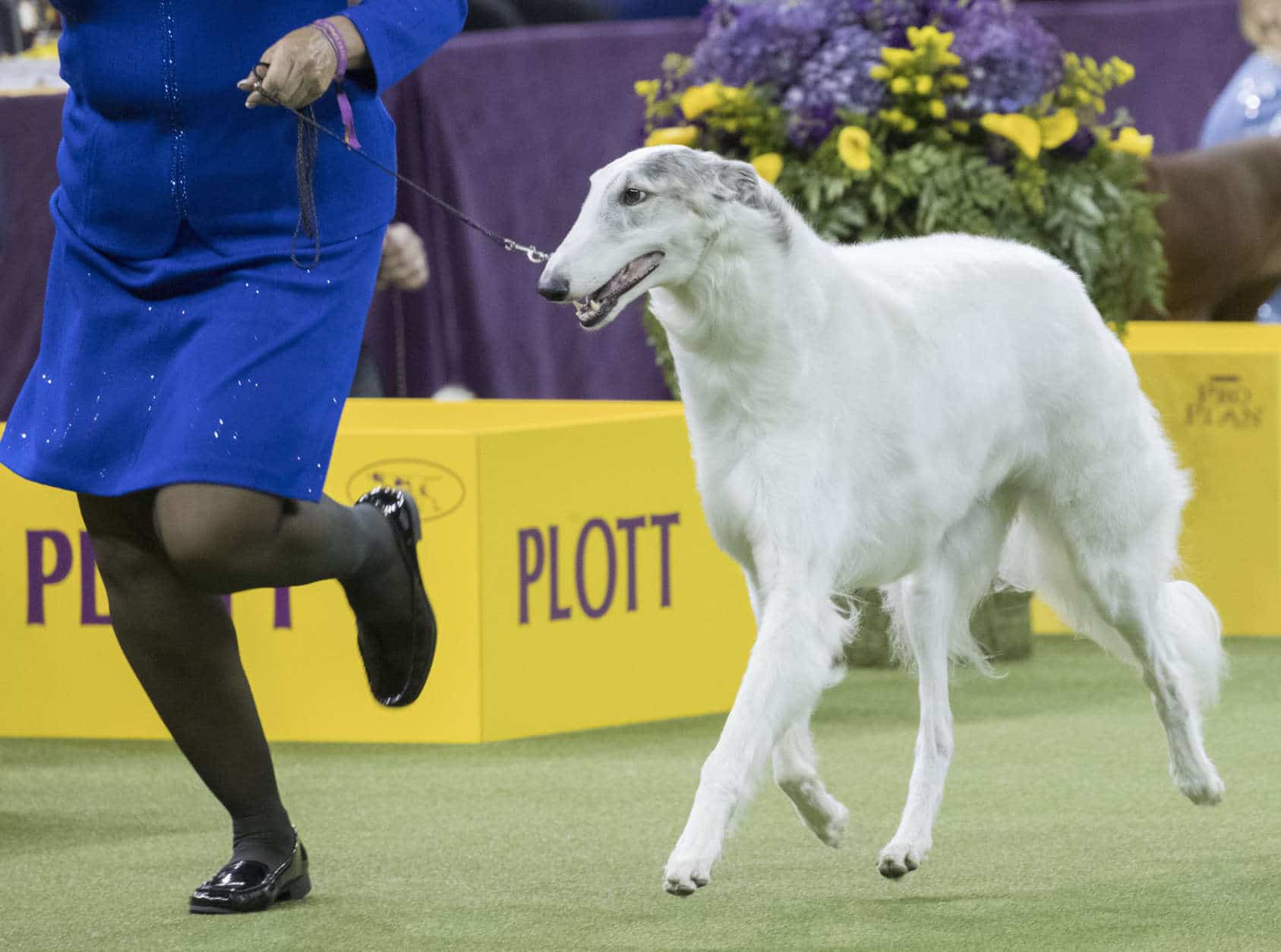Lucy, a borzoi, is shown in the ring during the Hound group competition during the 142nd Westminster Kennel Club Dog Show, Monday, Feb. 12, 2018, at Madison Square Garden in New York. Lucy won best in group. (AP Photo/Mary Altaffer)