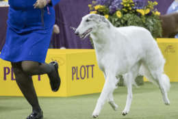 Lucy, a borzoi, is shown in the ring during the Hound group competition during the 142nd Westminster Kennel Club Dog Show, Monday, Feb. 12, 2018, at Madison Square Garden in New York. Lucy won best in group. (AP Photo/Mary Altaffer)