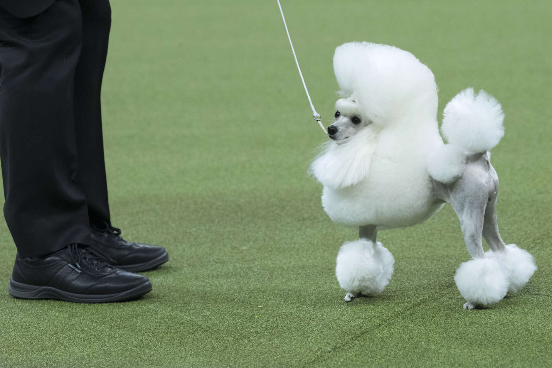 Cami, a toy poodle, competes in the Toy group during the 142nd Westminster Kennel Club Dog Show, Monday, Feb. 12, 2018, at Madison Square Garden in New York. (AP Photo/Mary Altaffer)