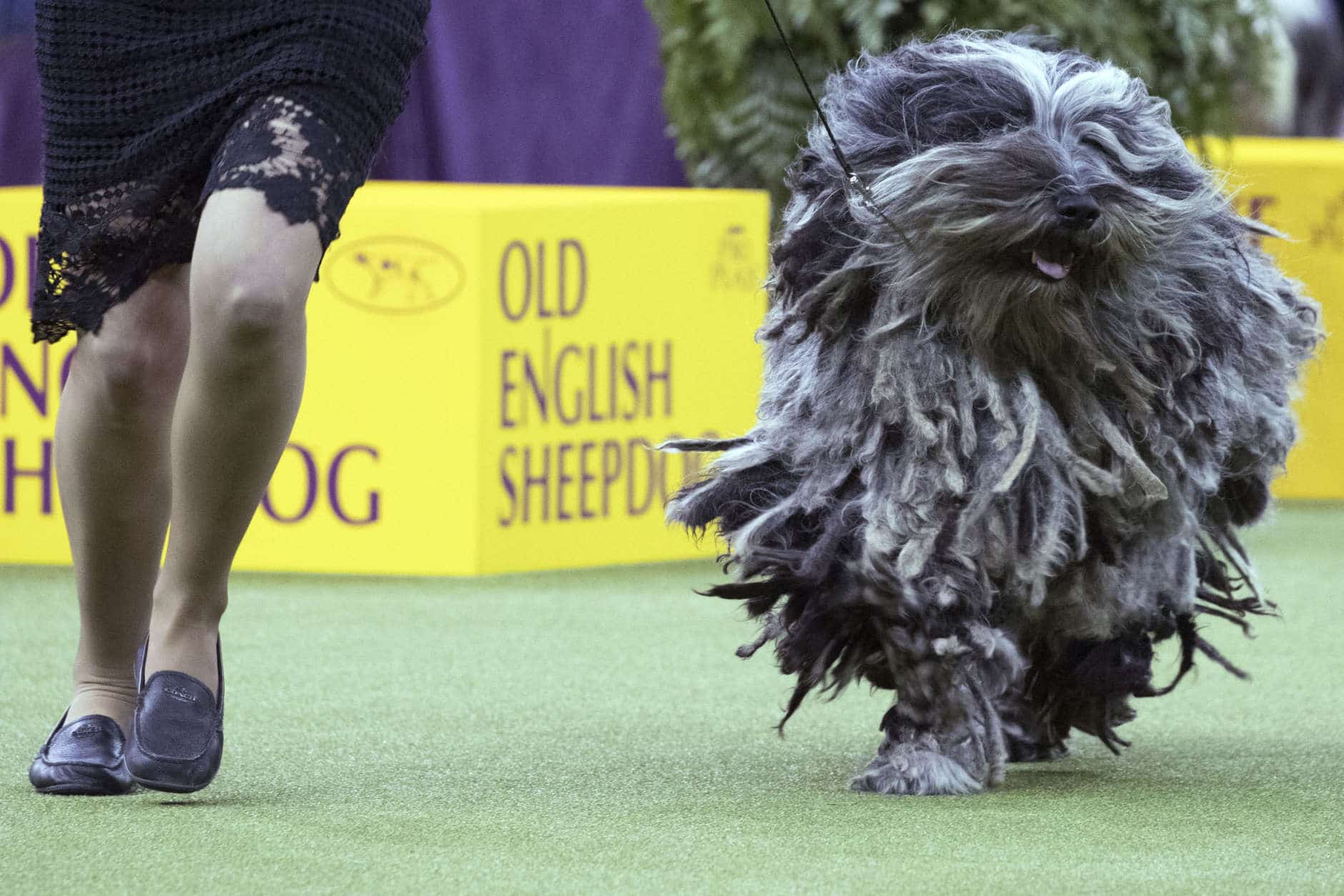 Faggia, a Bergamasco, competes in the herding group during the 142nd Westminster Kennel Club Dog Show, Monday, Feb. 12, 2018, at Madison Square Garden in New York. (AP Photo/Mary Altaffer)