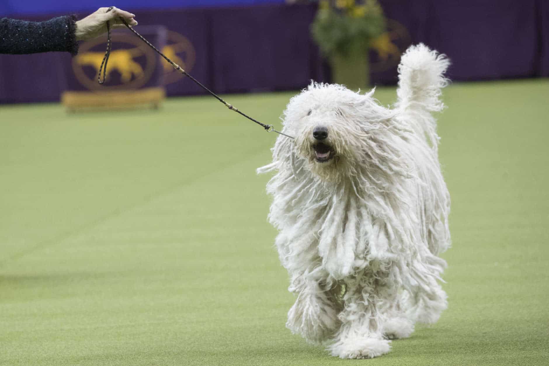 Betty, a Komondor, competes in the working group during the 142nd Westminster Kennel Club Dog Show, Tuesday, Feb. 13, 2018, at Madison Square Garden in New York. (AP Photo/Mary Altaffer)