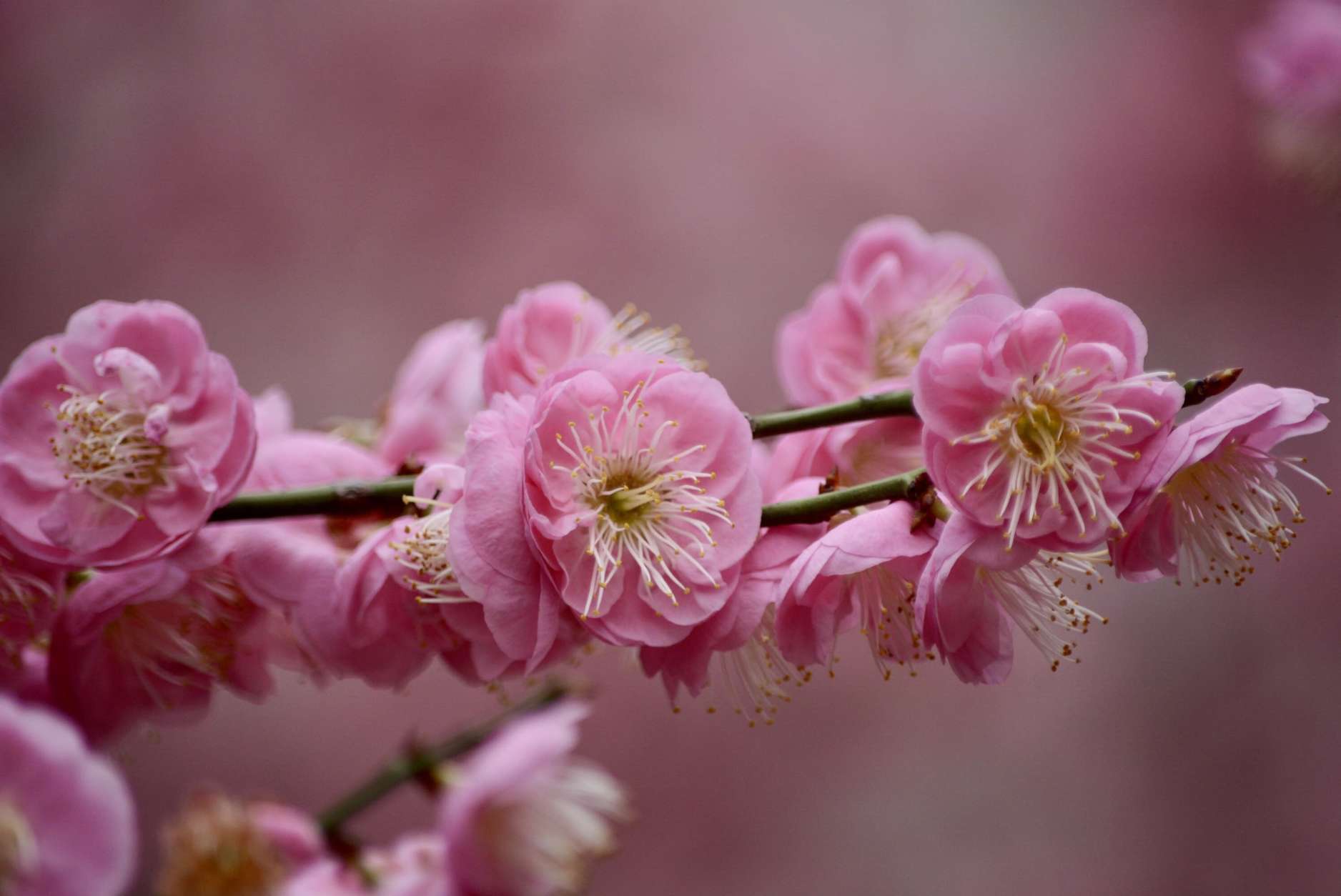 A vibrant stand of pink Japanese apricots are blooming behind the Smithsonian Air and Space Museum. (WTOP/Dave Dildine)