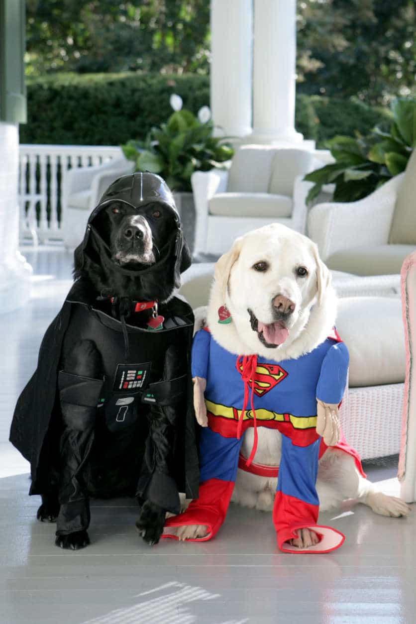 WASHINGTON - OCTOBER 31:  In this handout photo provided by The White House,Vice President Dick Cheney's Labrador retrievers Jackson (L) and Dave sit for photos at the Vice President's Residence at the Naval Observatory dressed for Halloween October 31, 2007 in Washington, D.C.  (Photo by David Bohrer/The White House via Getty Images)